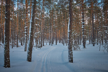 winter forest in the snow
