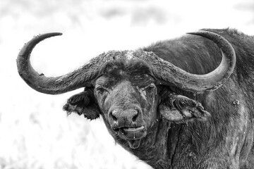 African Buffalo, Cape buffalo, Cyncerus cafer, Black and white fine art, african animal close up portrait,  Queen Elizabeth National Park, Kasese, Uganda
