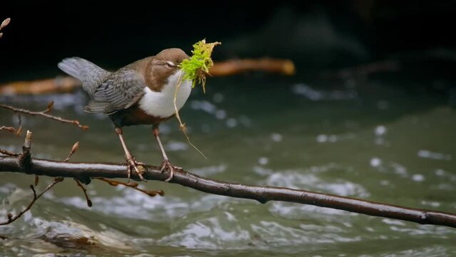European white throated dipper (Cinclus cinclus) on a branch