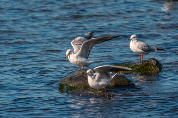 Slender-billed Gull (Chroicocephalus) perched on a rock