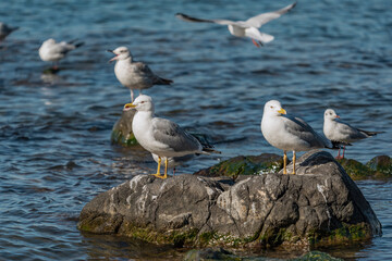 Male Yellow-legged Gull (Larus michahellis)Pygmy Cormorant perched on a rock