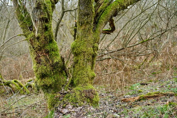 Urwald mit Dickicht und Gebüsch, Totholz in einem nicht genutzten Wald