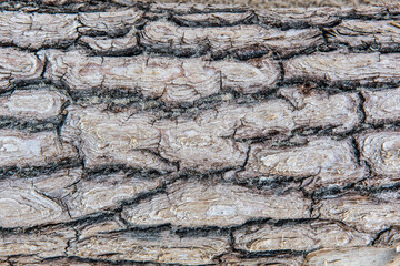 Natural structure of the bark of a pine tree texture