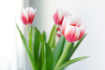 pink white tulips in a bouquet on a light background