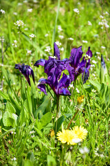 Fototapete bei efototapeten.de bestellen   