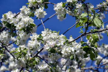 Blooming apple tree on clear sky background in springtime. Natural abstract background, beauty in nature. Selective focus.