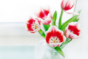 A fresh bright bouquet of multicolored tulips near a white wall on a wooden shelf. Women day