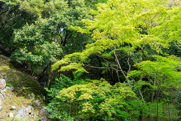 Overcast view of the garden of Ginkaku Ji