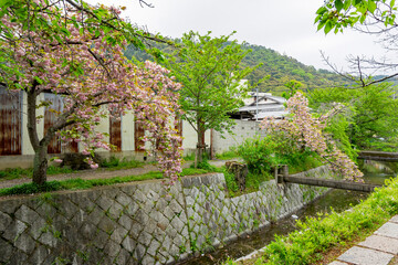 Overcast view of the cherry tree of Jodoji Ishibashicho