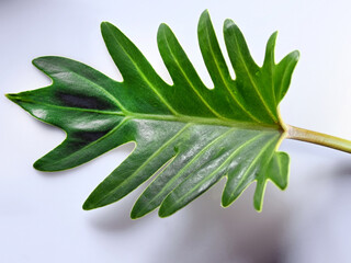 Top down view of a philodendron leaf on white background.