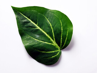 Top down view of a leaf of a tropical plant  on white background.