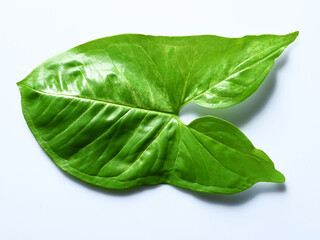 Top down view of a leaf of a tropical plant  on white background.