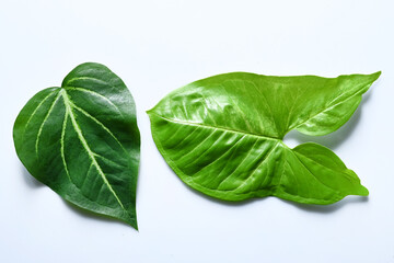 Top down view of leaves of tropical plants on white background.