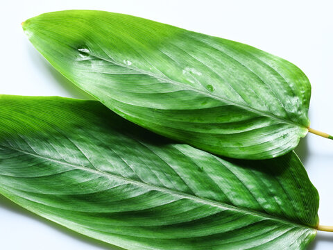 Top down view of two arrowroot leaves on white background.