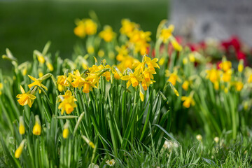 An abundance of daffodils growing in early spring