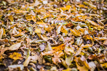 Red and orange autumn leaves background. Outdoor. Colorful backround image of fallen autumn leaves perfect for seasonal use. Space for text.