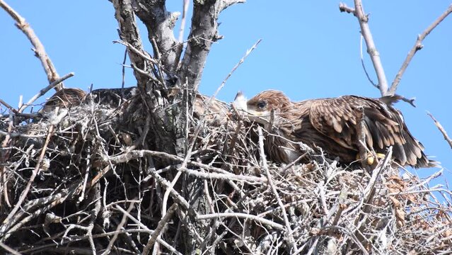Eastern imperial eagle Aquila heliaca. Wildlife animal. Two young birds are hiding, huddled in the nest.