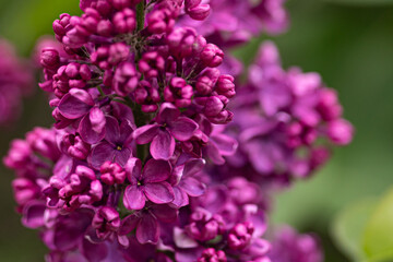lilac flowers