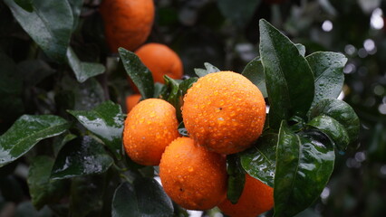 Closeup of ripe juicy mandarins in greenery on tree branches