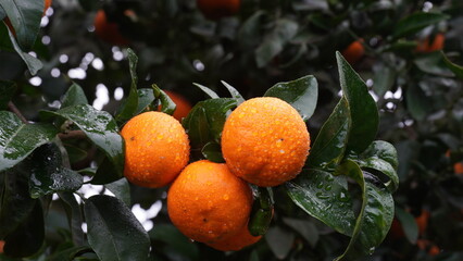 Closeup of ripe juicy mandarins in greenery on tree branches