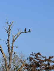 single Cormorant on Tree
