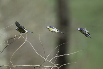Mésange bleue