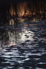 Swamp in the Evening light