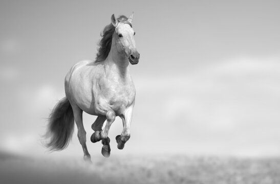 Beautiful andalusian horse running fast monochromatic
