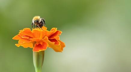 pszczółka  - obrazy, fototapety, plakaty