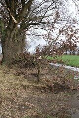 Small tree with a broken branch after storm