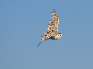 Female Snowy Owl in Flight on Blue Sky in Winter