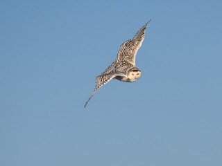 Female Snowy Owl in Flight on Blue Sky in Winter