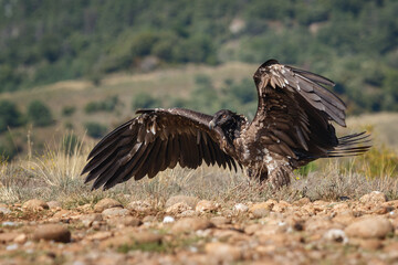 Lammergeier or lammergeyer or bearded vulture, Gypaetus barbatus, two-year-old, Spain