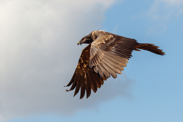 Lammergeier or lammergeyer or bearded vulture, Gypaetus barbatus, two-year-old, Spain