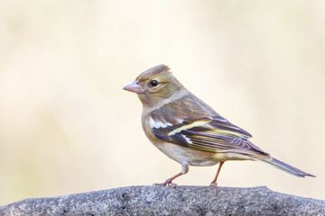 fringilla coelebs (Common Chaffinch). Wild life in nature