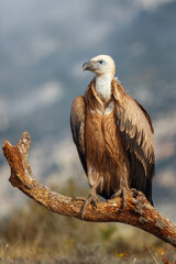 Griffon Vulture (Gyps fulvus)