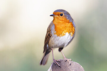 Robin (Erithacus rubecula)