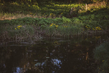 Caltha palustris, known as marsh-marigold and kingcup, is a small to medium size perennial herbaceous plant of the buttercup family. Grows near body of water and swamps