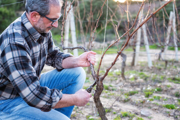 Winegrower pruning the vineyard with professional steel scissors. Traditional agriculture. Winter...