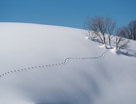 Animal track on powder snow surface at sunny winter day