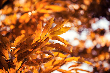 autumn chestnut leaves on the tree