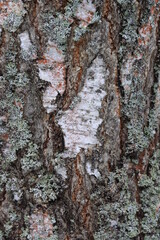 The structure of birch bark in the wild.