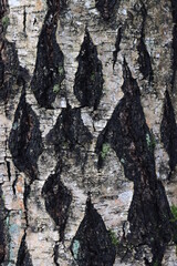 birch bark closeup in natural environment
