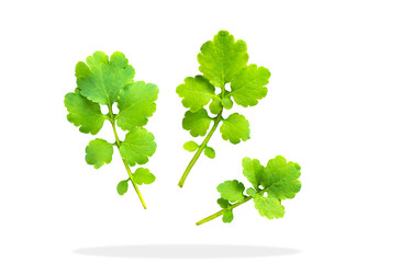 Naklejka premium green leaves isolated on a white background