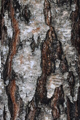 birch bark closeup in natural environment