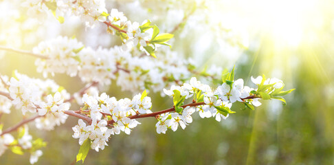 Cherry branch blossoms in the spring in the sun light. Blossoming cherry on a blurred background with copy space. Beautiful nature scene with blossoming tree.