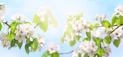 Branches of blooming white flowers with soft focus on a delicate light blue sky background. Beautiful flower image of spring nature banner. Blooming pear branches close-up against the blue sky.