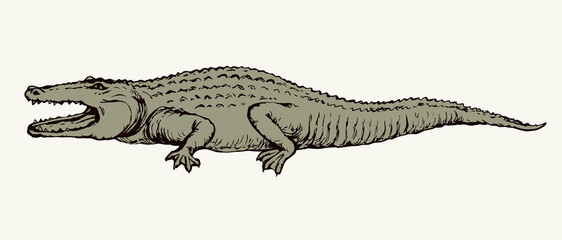 Crocodile. Vector drawing icon sign - obrazy, fototapety, plakaty