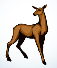 Beautiful female deer. Vector drawing