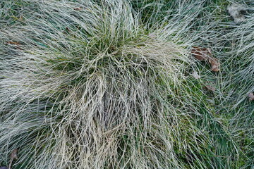 Grünes Gras und Steppe in der Natur nach Beweidung uns zur kalten Jahreszeit, Büschel